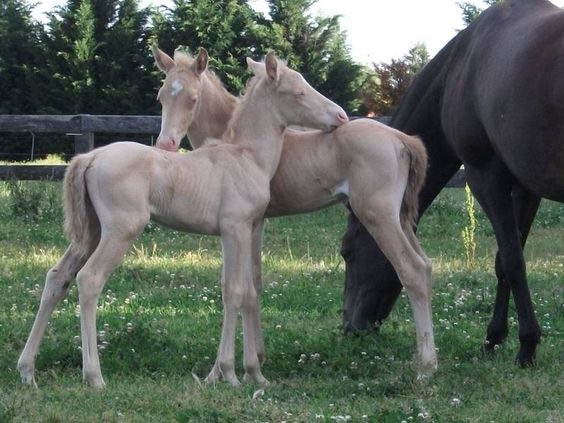 Twin Perlino Quarter Ponies